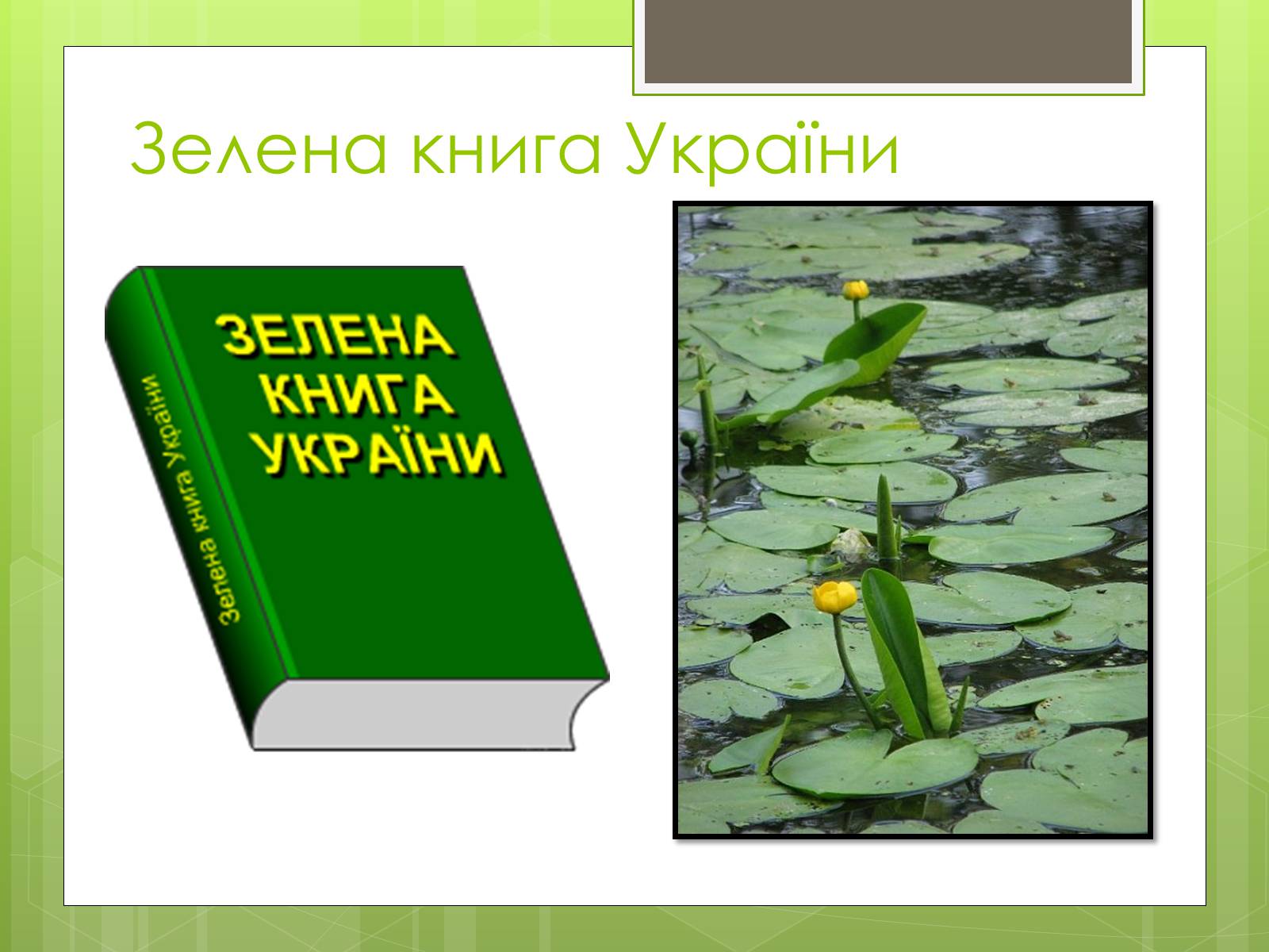 Презентація на тему «Природоохоронне законодавство України» (варіант 1) - Слайд #12 Презентація на тему «Природоохоронне законодавство України» (варіант 1) - Слайд #12