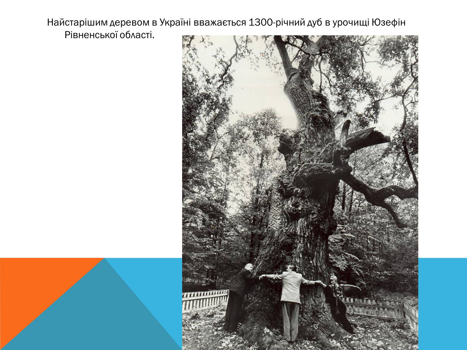 Презентація на тему «Ми любимо Україну!» - Слайд #23 Презентація на тему «Ми любимо Україну!» - Слайд #23