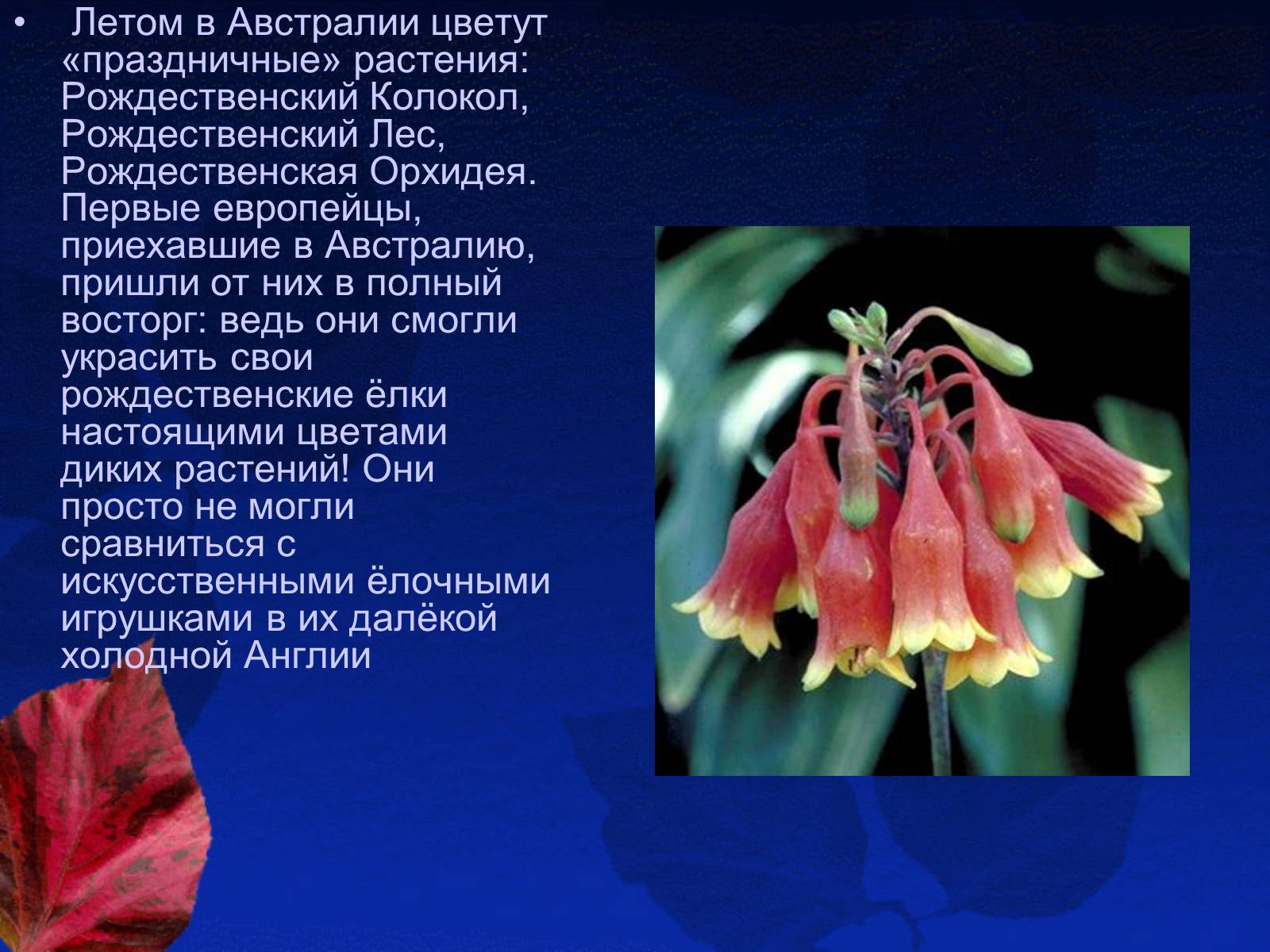 Презентація на тему «Рождество в Австралии» - Слайд #18 Презентація на тему «Рождество в Австралии» - Слайд #18