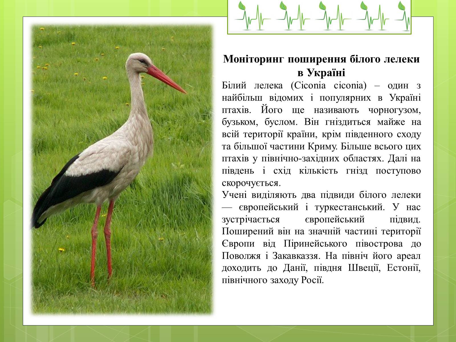 Презентація на тему «Закони екології – закони життя» - Слайд #4 Презентація на тему «Закони екології – закони життя» - Слайд #4