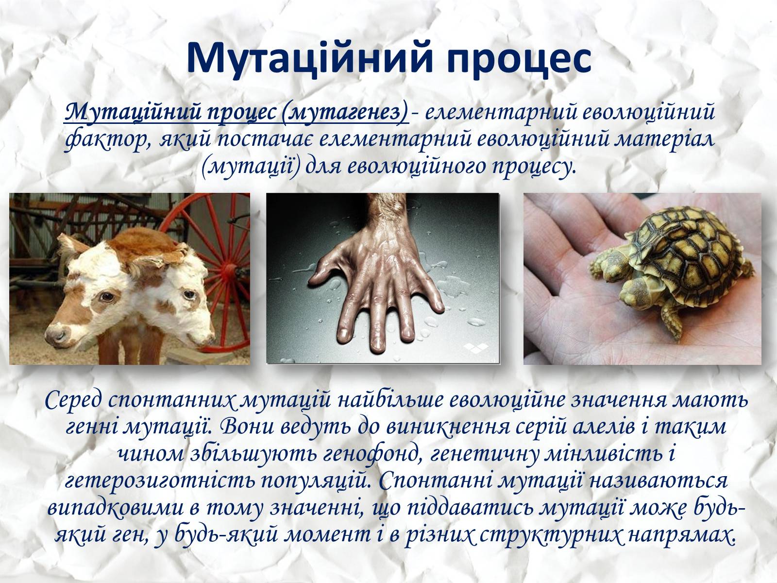 Презентація на тему «Мікроеволюція» (варіант 1) - Слайд #15 Презентація на тему «Мікроеволюція» (варіант 1) - Слайд #15