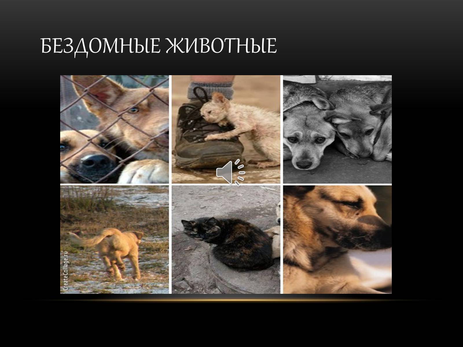 Презентація на тему «Бездомні тварини» - Слайд #1 Презентація на тему «Бездомні тварини» - Слайд #1