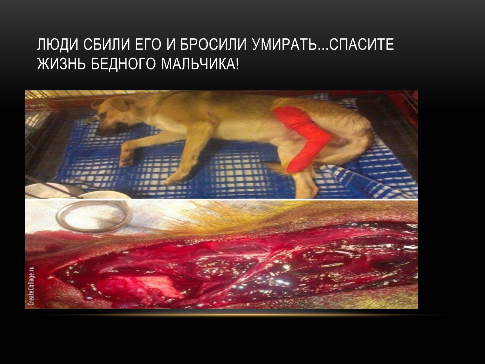 Презентація на тему «Бездомні тварини» - Слайд #7 Презентація на тему «Бездомні тварини» - Слайд #7