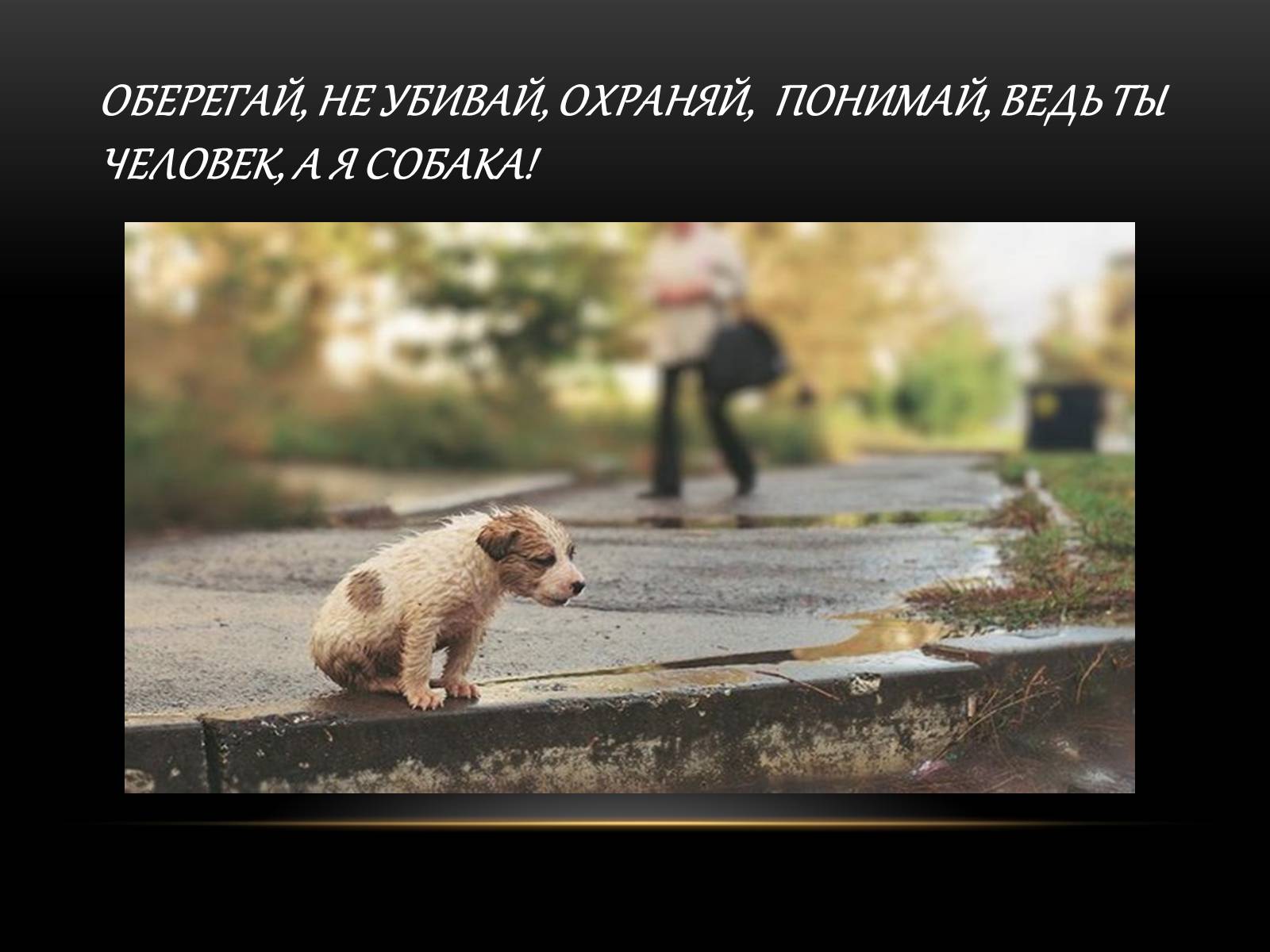 Презентація на тему «Бездомні тварини» - Слайд #9 Презентація на тему «Бездомні тварини» - Слайд #9