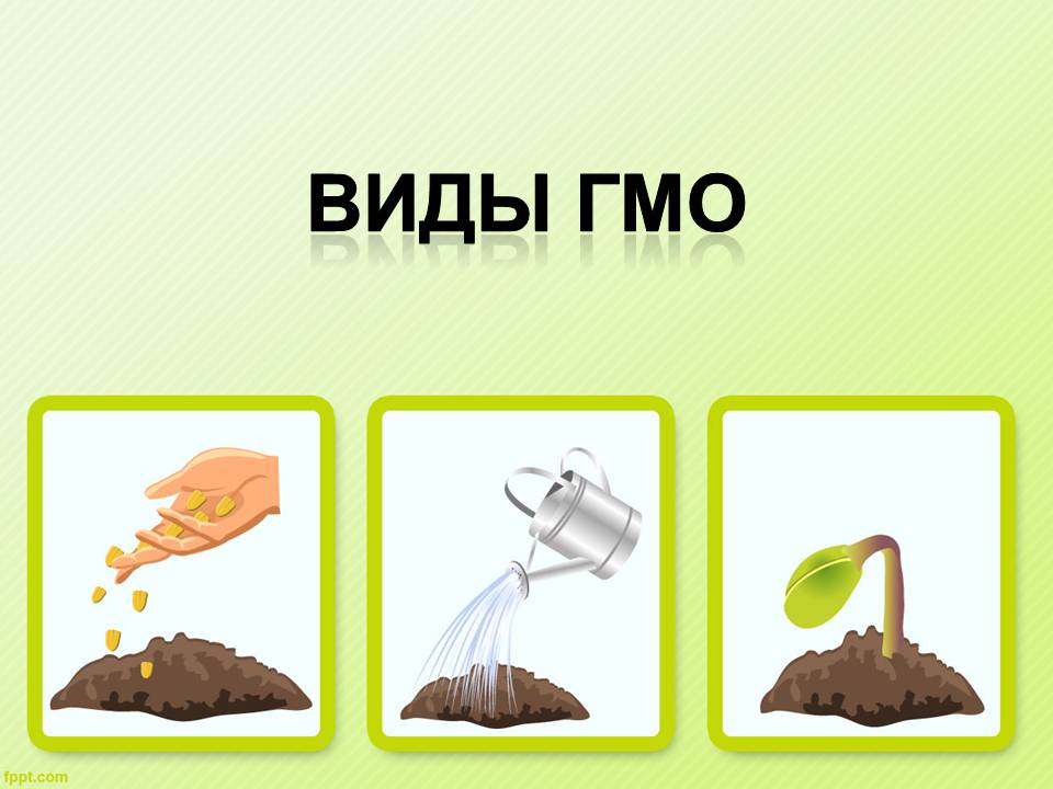 Презентація на тему «ГМО» (варіант 7) - Слайд #1 Презентація на тему «ГМО» (варіант 7) - Слайд #1