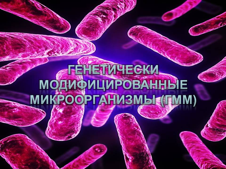 Презентація на тему «ГМО» (варіант 7) - Слайд #11 Презентація на тему «ГМО» (варіант 7) - Слайд #11