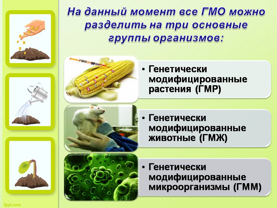 Презентація на тему «ГМО» (варіант 7) - Слайд #3 Презентація на тему «ГМО» (варіант 7) - Слайд #3