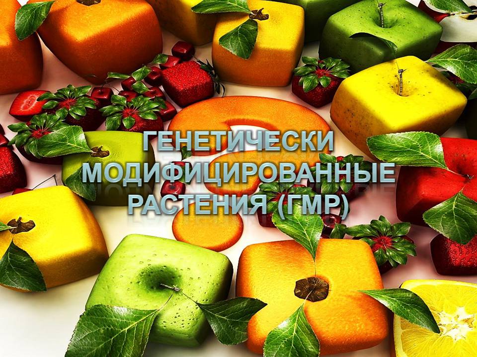 Презентація на тему «ГМО» (варіант 7) - Слайд #4 Презентація на тему «ГМО» (варіант 7) - Слайд #4
