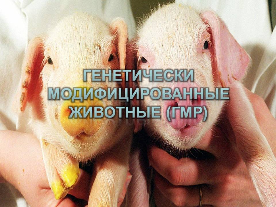 Презентація на тему «ГМО» (варіант 7) - Слайд #8 Презентація на тему «ГМО» (варіант 7) - Слайд #8
