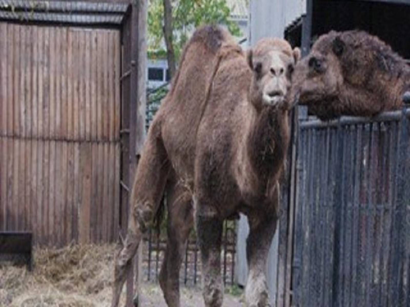 Презентація на тему «Миколаївський зоопарк» - Слайд #9 Презентація на тему «Миколаївський зоопарк» - Слайд #9