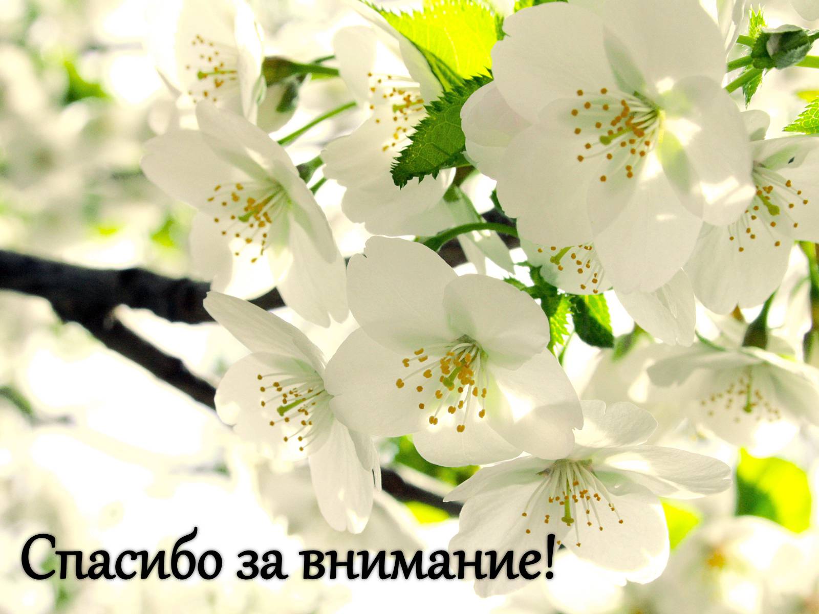 Презентація на тему «Сделано в США» - Слайд #37 Презентація на тему «Сделано в США» - Слайд #37