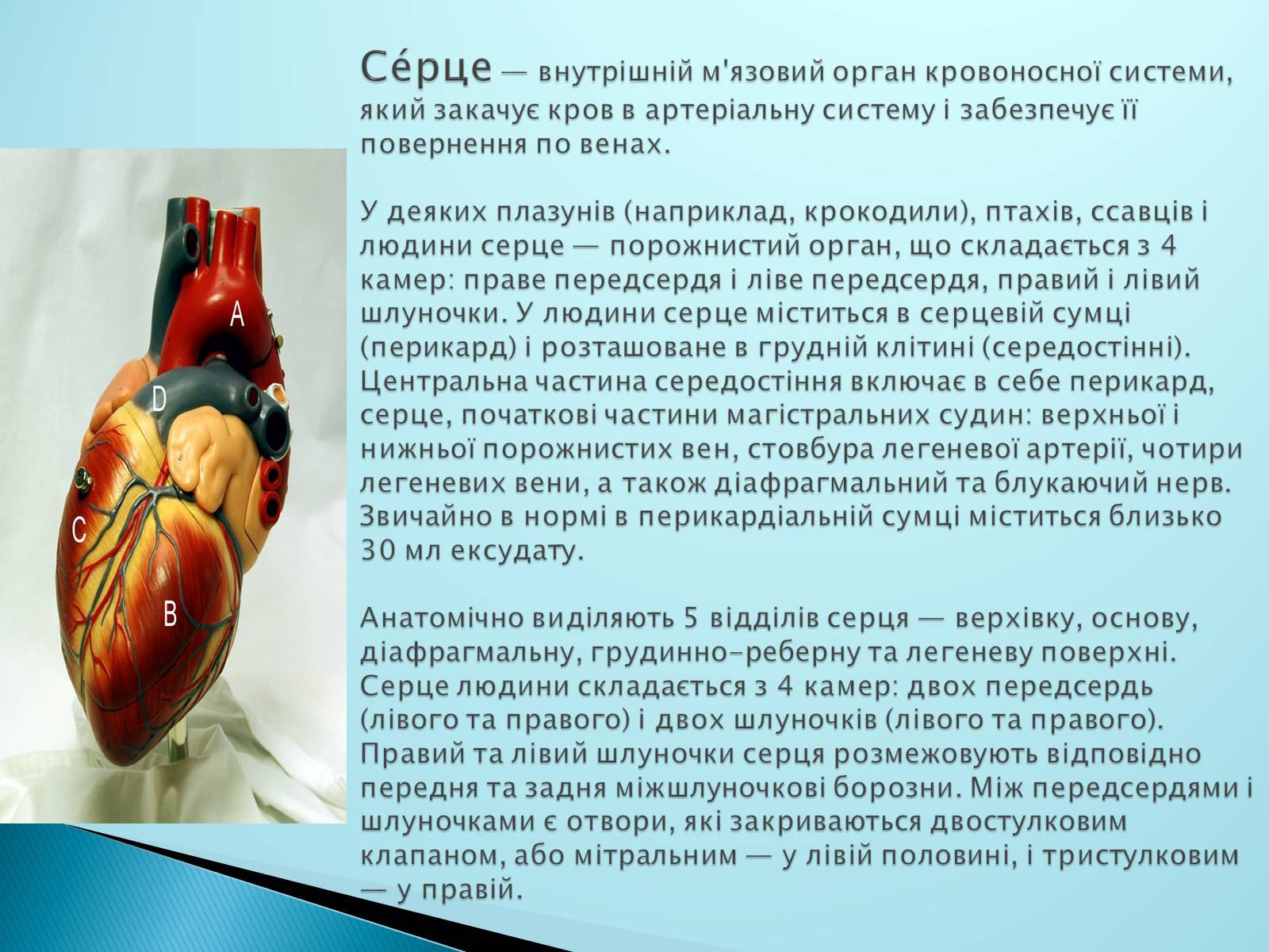 Презентація на тему «Серце. Його робота та хвороби» - Слайд #2 Презентація на тему «Серце. Його робота та хвороби» - Слайд #2