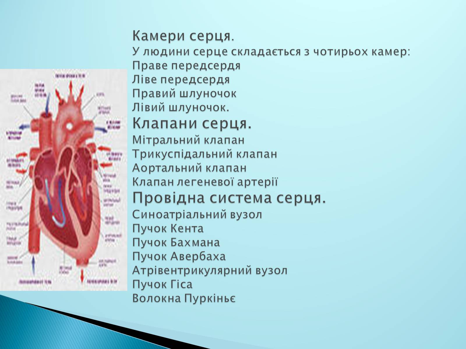 Презентація на тему «Серце. Його робота та хвороби» - Слайд #3 Презентація на тему «Серце. Його робота та хвороби» - Слайд #3
