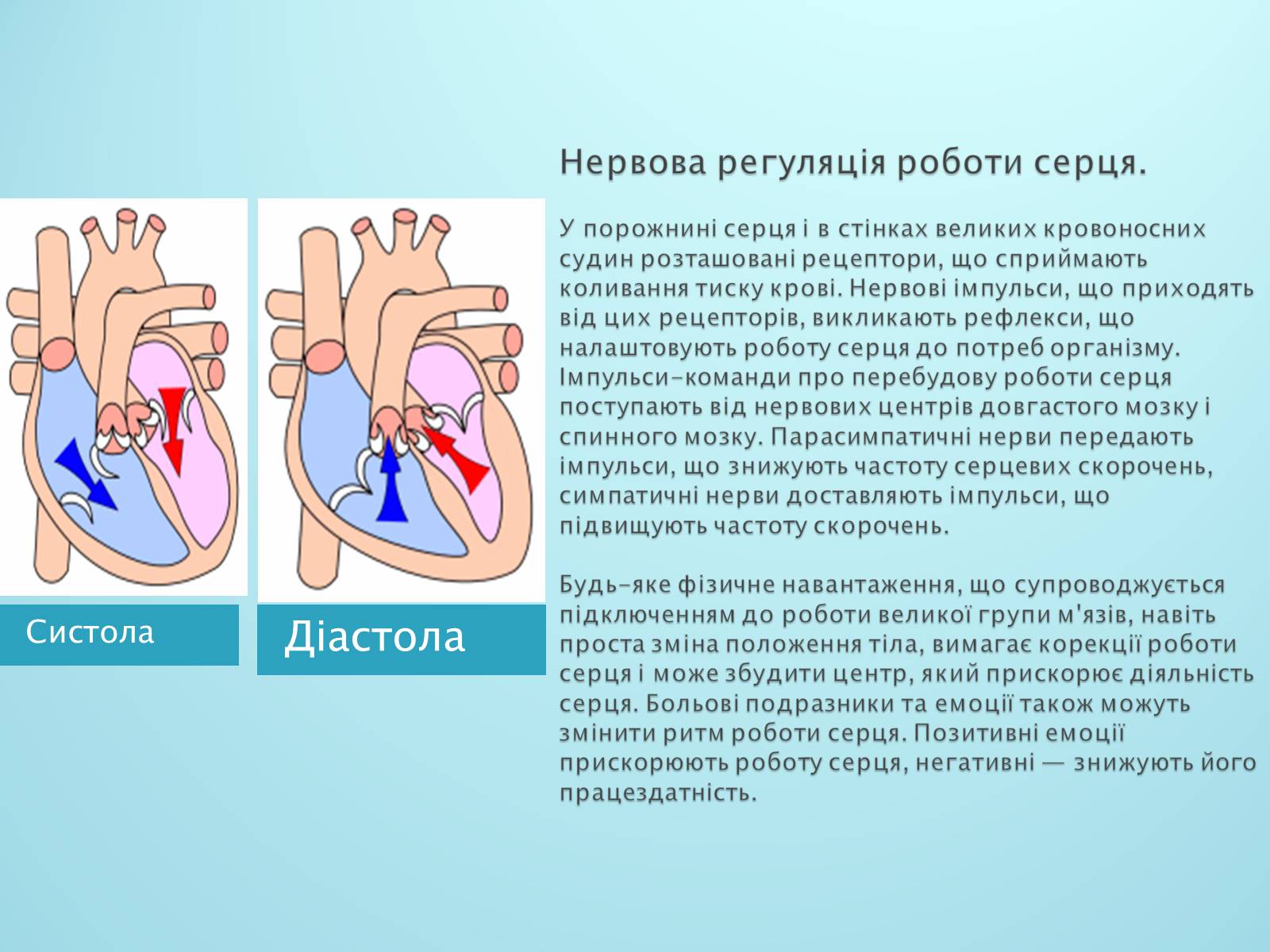 Презентація на тему «Серце. Його робота та хвороби» - Слайд #4 Презентація на тему «Серце. Його робота та хвороби» - Слайд #4