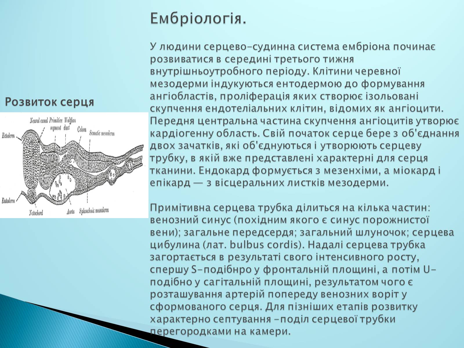 Презентація на тему «Серце. Його робота та хвороби» - Слайд #5 Презентація на тему «Серце. Його робота та хвороби» - Слайд #5