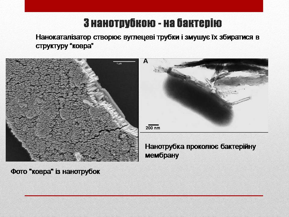 Презентація на тему «Біотехнології і наномедицина» - Слайд #6 Презентація на тему «Біотехнології і наномедицина» - Слайд #6