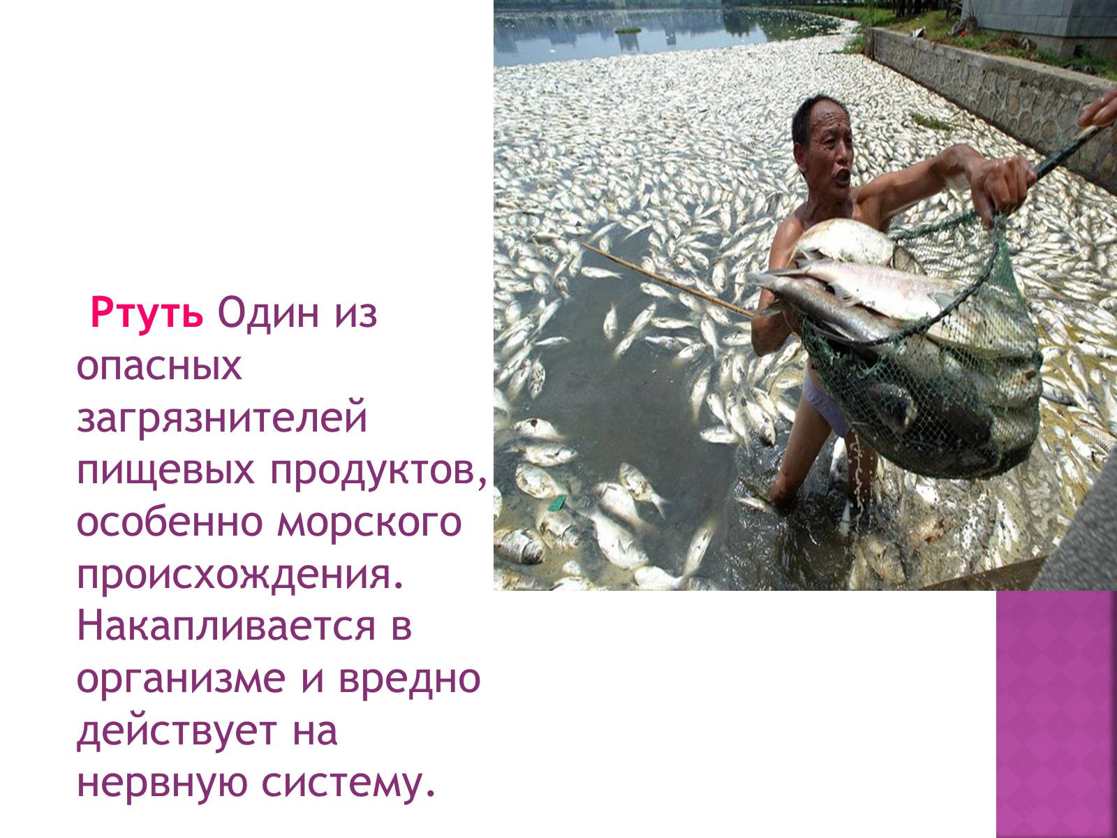 Презентація на тему «Экологические проблемы» - Слайд #9 Презентація на тему «Экологические проблемы» - Слайд #9