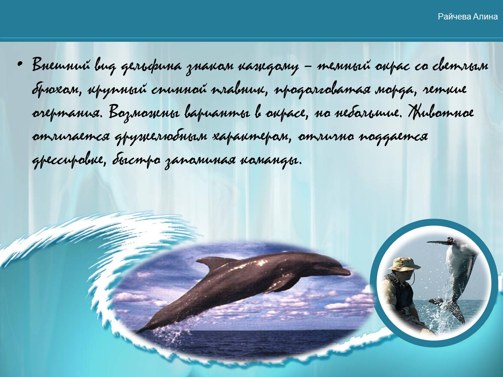Презентація на тему «Морская жизнь дельфинов» - Слайд #14 Презентація на тему «Морская жизнь дельфинов» - Слайд #14