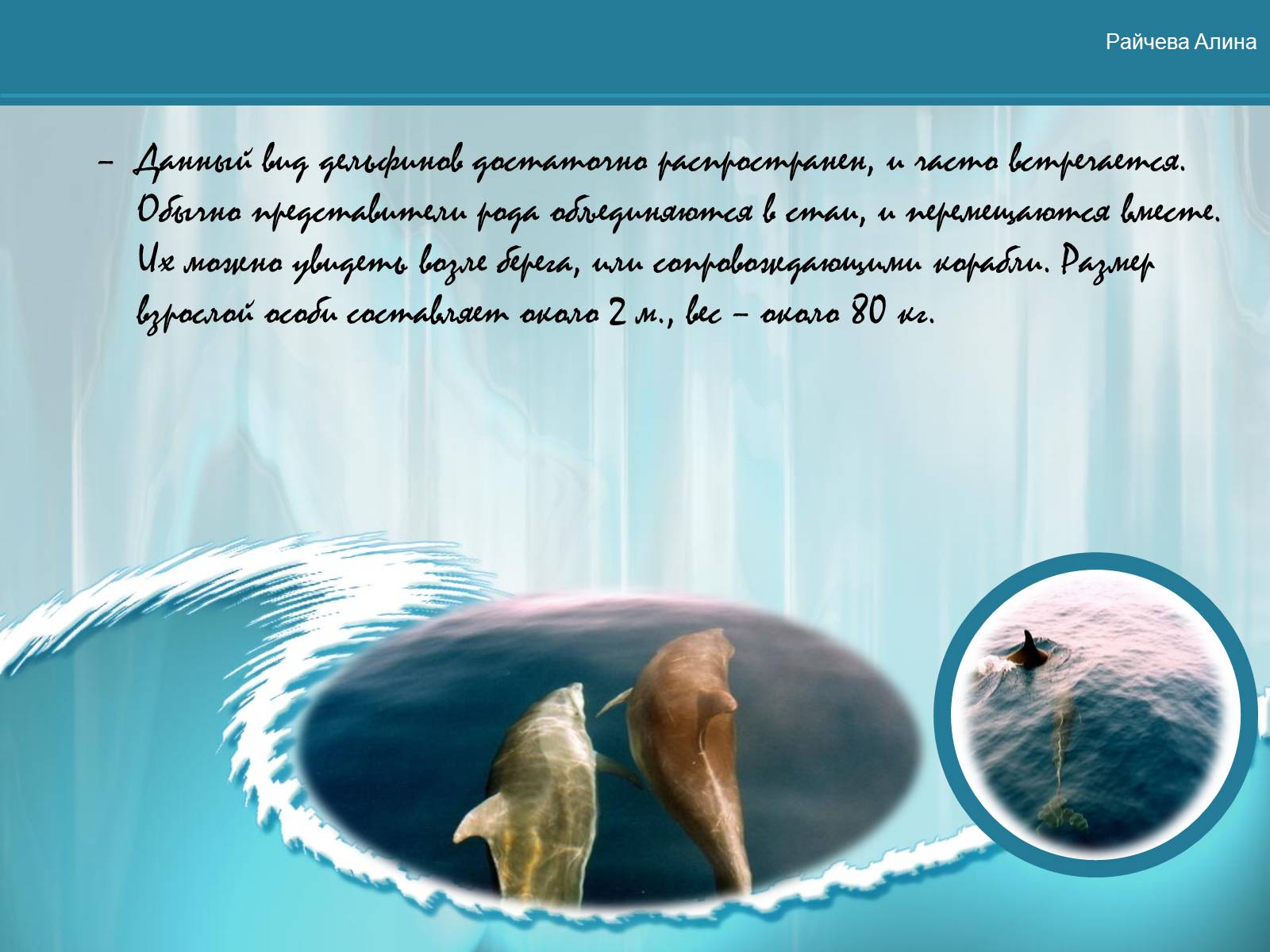 Презентація на тему «Морская жизнь дельфинов» - Слайд #3 Презентація на тему «Морская жизнь дельфинов» - Слайд #3