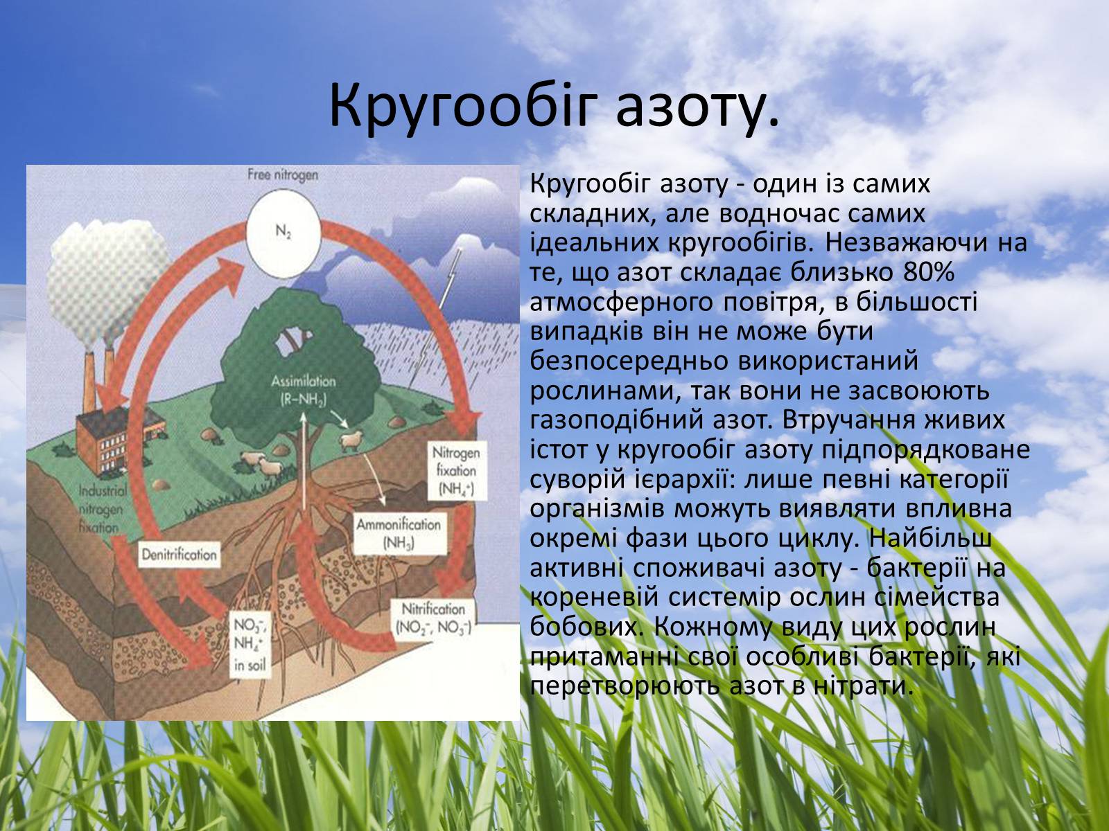 Презентація на тему «Колообіг речовин у природі» (варіант 3) - Слайд #7 Презентація на тему «Колообіг речовин у природі» (варіант 3) - Слайд #7