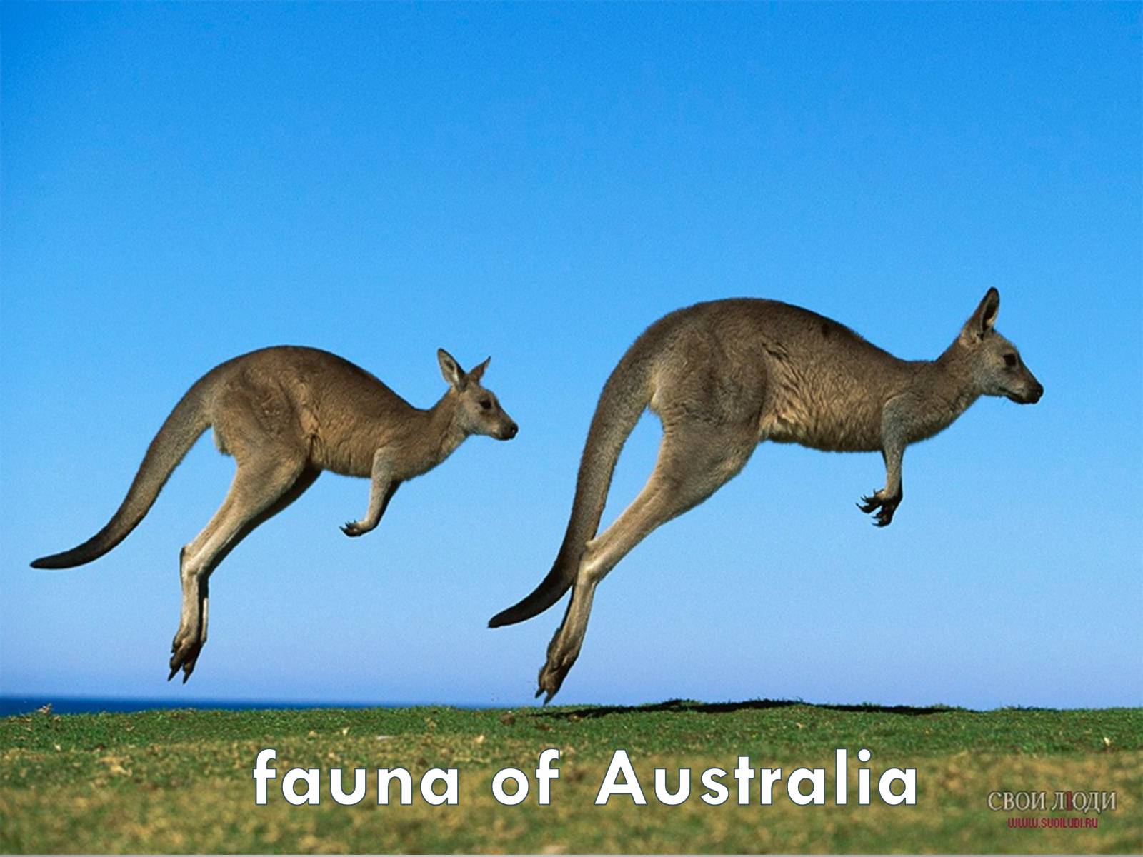 Презентація на тему «Australia» (варіант 5) - Слайд #10 Презентація на тему «Australia» (варіант 5) - Слайд #10