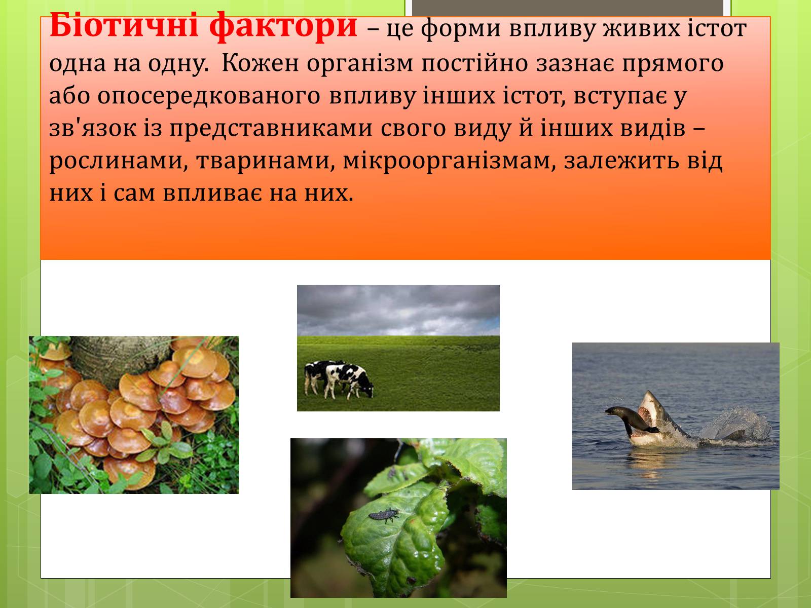 Презентація на тему «Екологічні фактори» (варіант 3) - Слайд #5 Презентація на тему «Екологічні фактори» (варіант 3) - Слайд #5