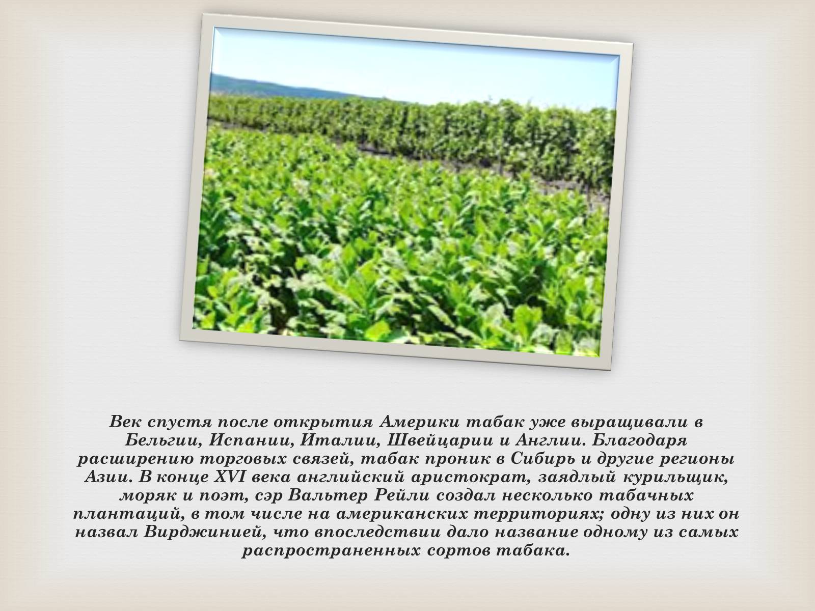 Презентація на тему «История табака в мире» - Слайд #7 Презентація на тему «История табака в мире» - Слайд #7