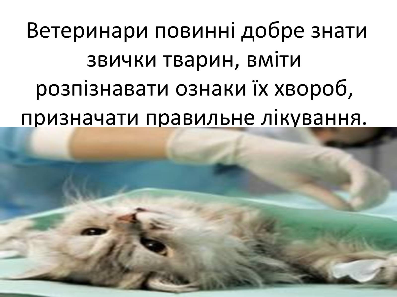 Презентація на тему «Ветлікарі потрібні Україні» - Слайд #10 Презентація на тему «Ветлікарі потрібні Україні» - Слайд #10