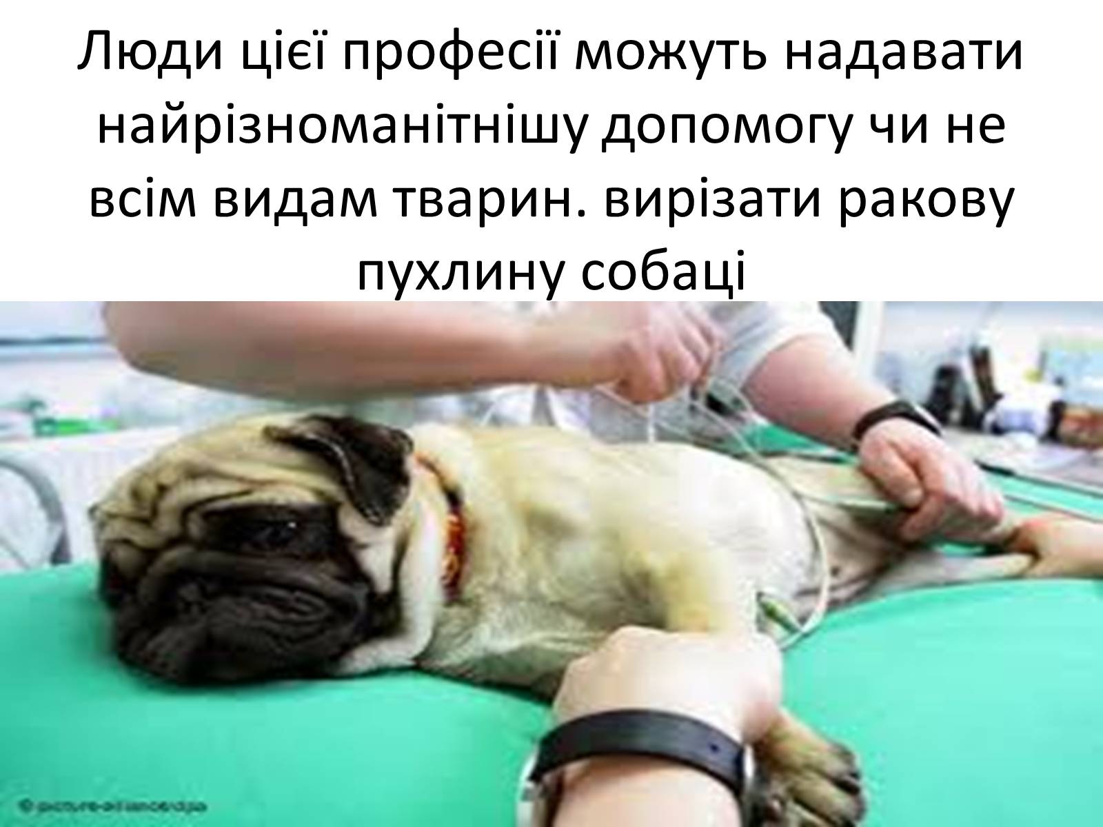Презентація на тему «Ветлікарі потрібні Україні» - Слайд #11 Презентація на тему «Ветлікарі потрібні Україні» - Слайд #11