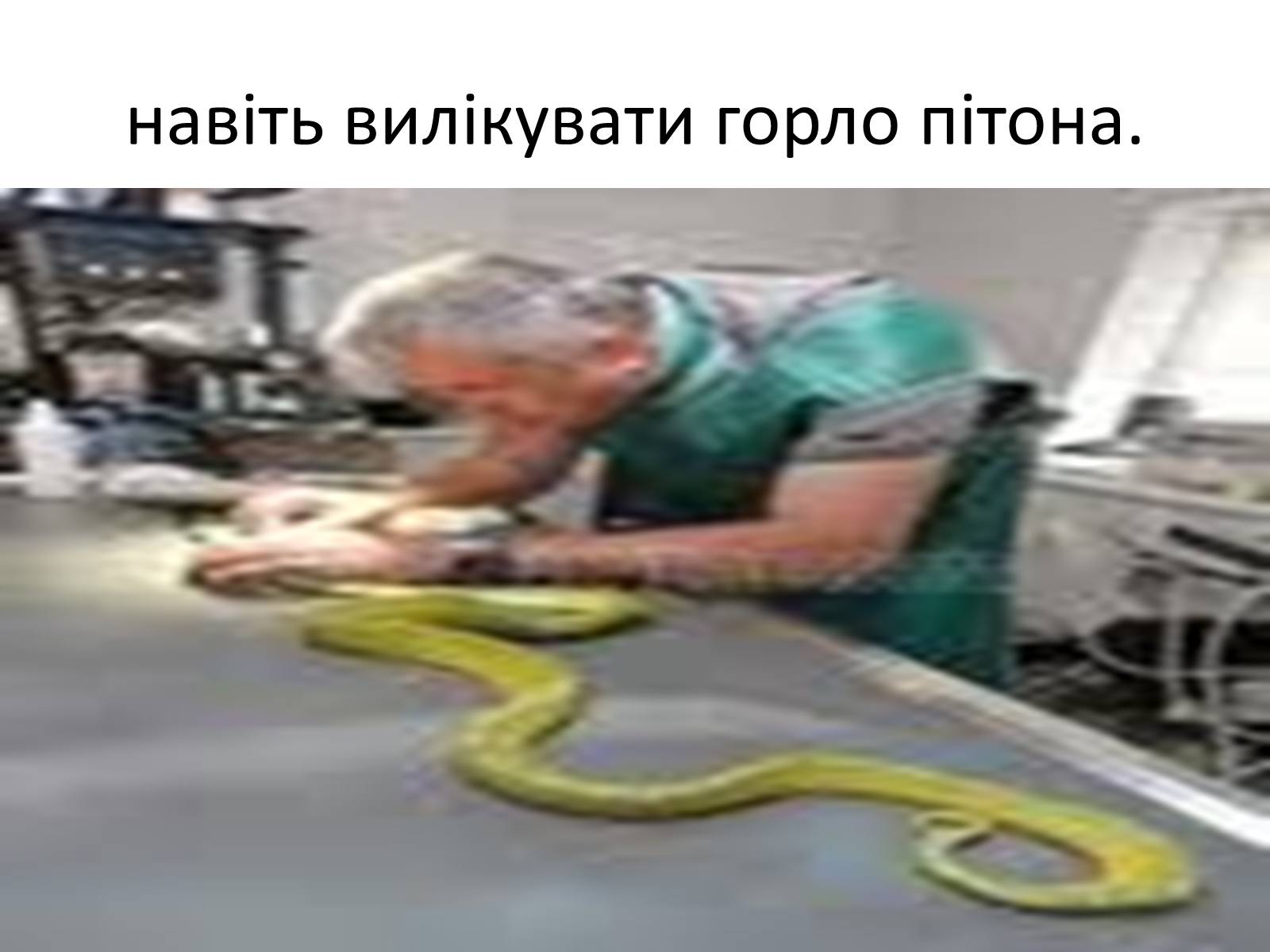 Презентація на тему «Ветлікарі потрібні Україні» - Слайд #12 Презентація на тему «Ветлікарі потрібні Україні» - Слайд #12