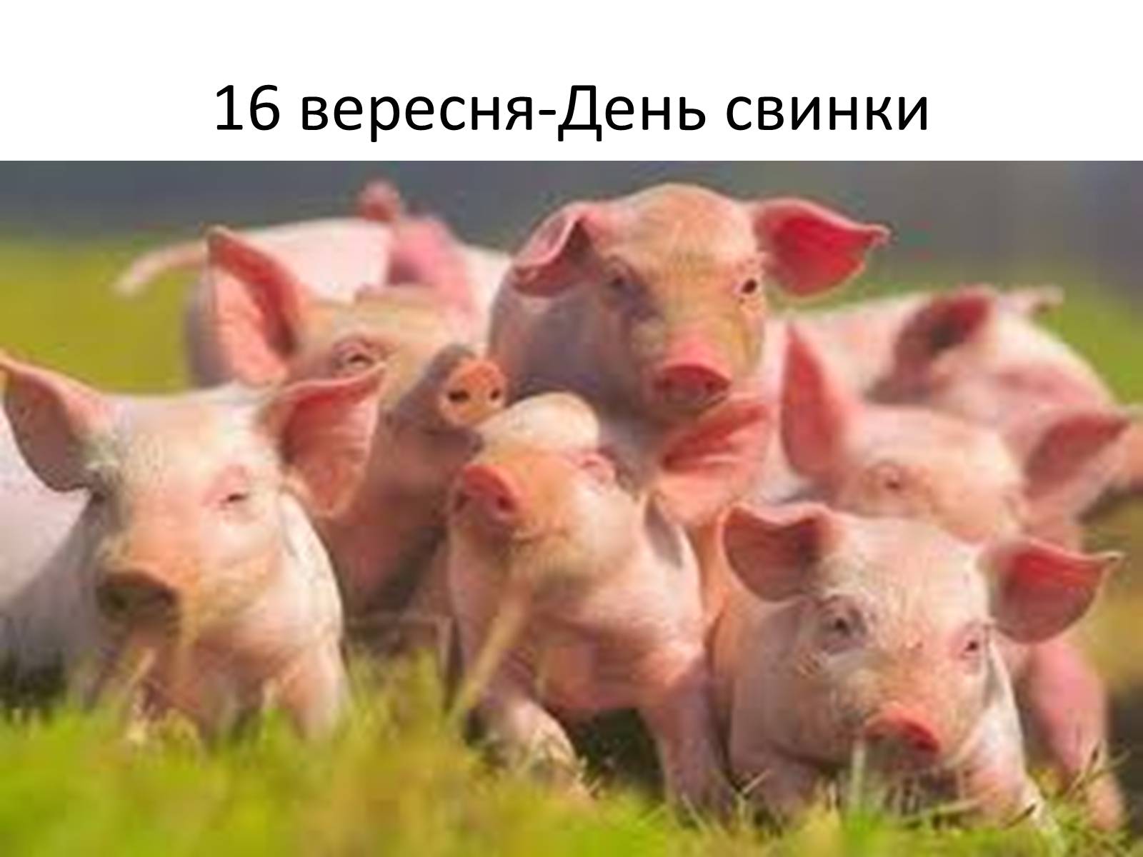 Презентація на тему «Ветлікарі потрібні Україні» - Слайд #39 Презентація на тему «Ветлікарі потрібні Україні» - Слайд #39