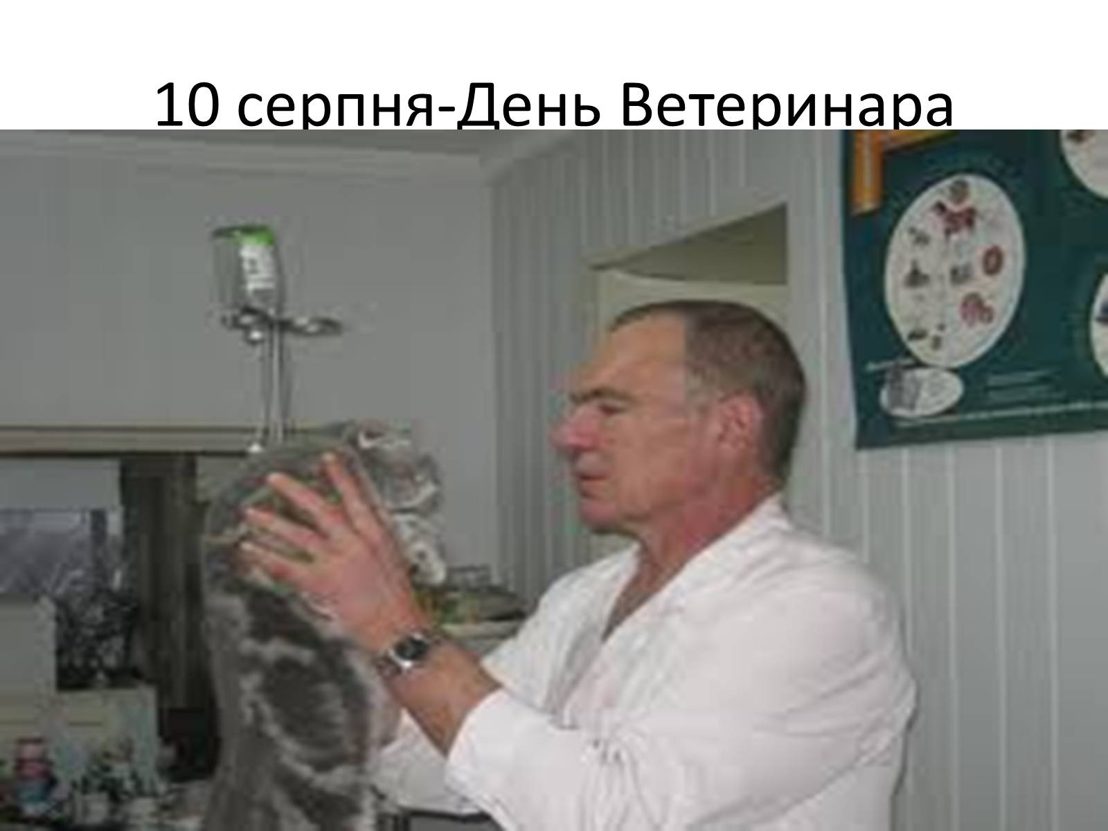 Презентація на тему «Ветлікарі потрібні Україні» - Слайд #41 Презентація на тему «Ветлікарі потрібні Україні» - Слайд #41