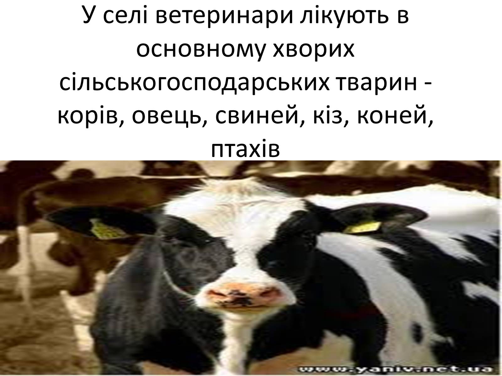 Презентація на тему «Ветлікарі потрібні Україні» - Слайд #8 Презентація на тему «Ветлікарі потрібні Україні» - Слайд #8