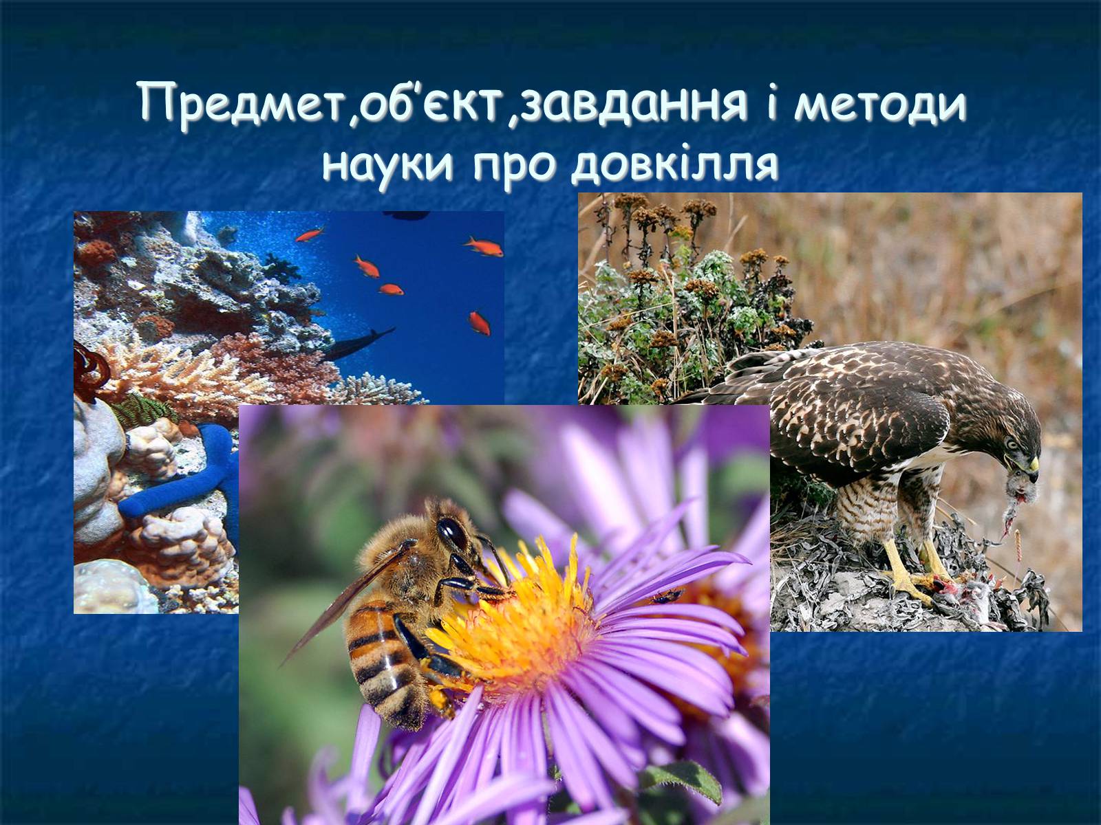 Презентація на тему «Екологія як наука про довкілля» (варіант 1) - Слайд #5 Презентація на тему «Екологія як наука про довкілля» (варіант 1) - Слайд #5