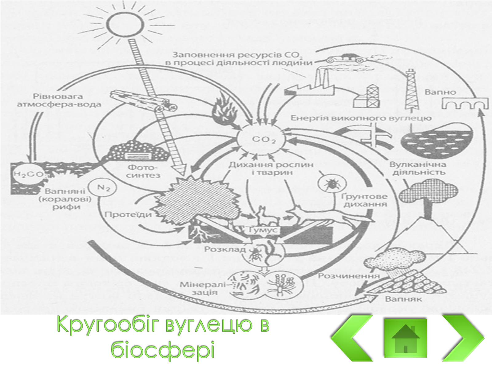 Презентація на тему «Колоо?біг речовин і потоки енергії як основні системоутворювальні чинники» - Слайд #4 Презентація на тему «Колоо?біг речовин і потоки енергії як основні системоутворювальні чинники» - Слайд #4
