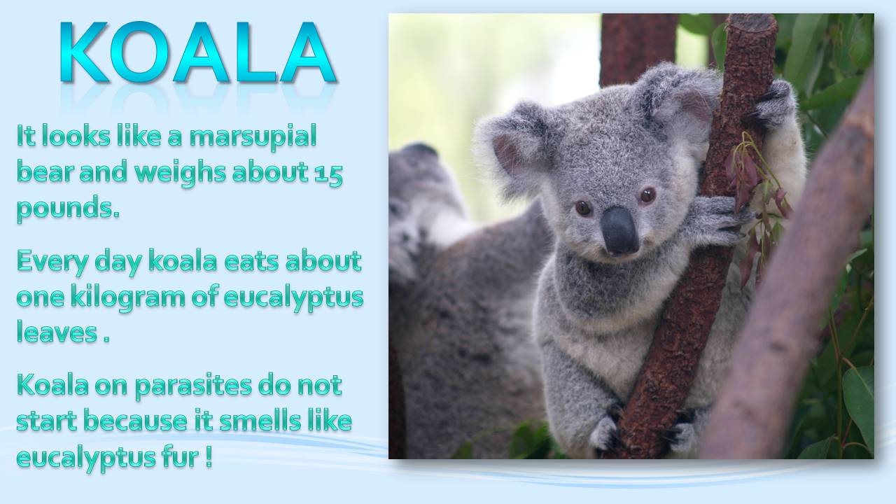 Презентація на тему «Animals in Australia» - Слайд #12 Презентація на тему «Animals in Australia» - Слайд #12