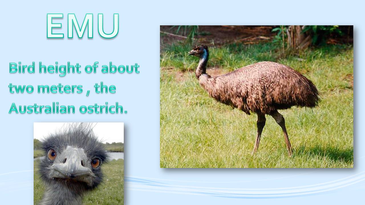 Презентація на тему «Animals in Australia» - Слайд #3 Презентація на тему «Animals in Australia» - Слайд #3