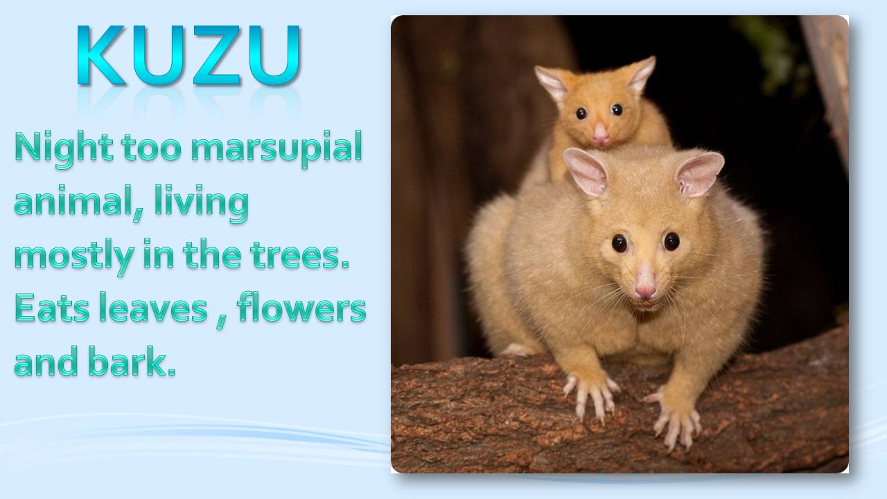Презентація на тему «Animals in Australia» - Слайд #5 Презентація на тему «Animals in Australia» - Слайд #5