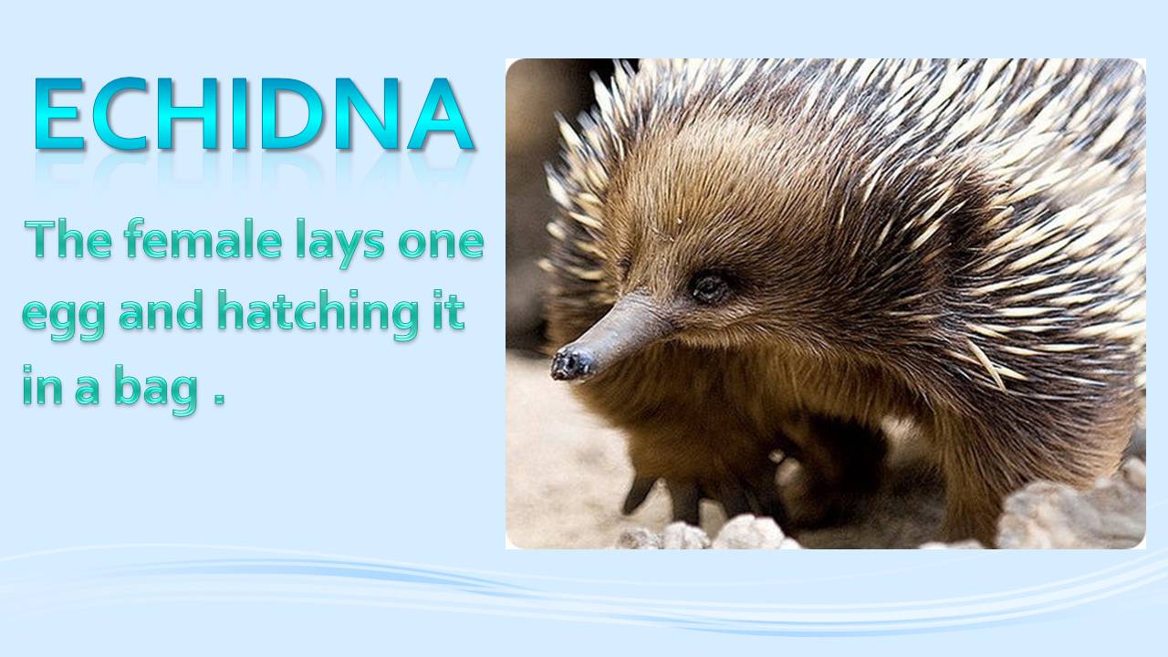 Презентація на тему «Animals in Australia» - Слайд #6 Презентація на тему «Animals in Australia» - Слайд #6