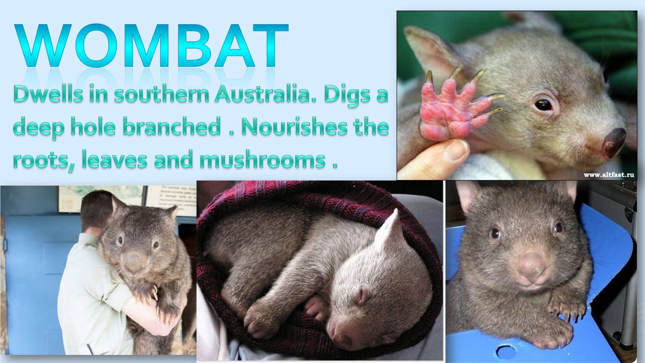 Презентація на тему «Animals in Australia» - Слайд #7 Презентація на тему «Animals in Australia» - Слайд #7