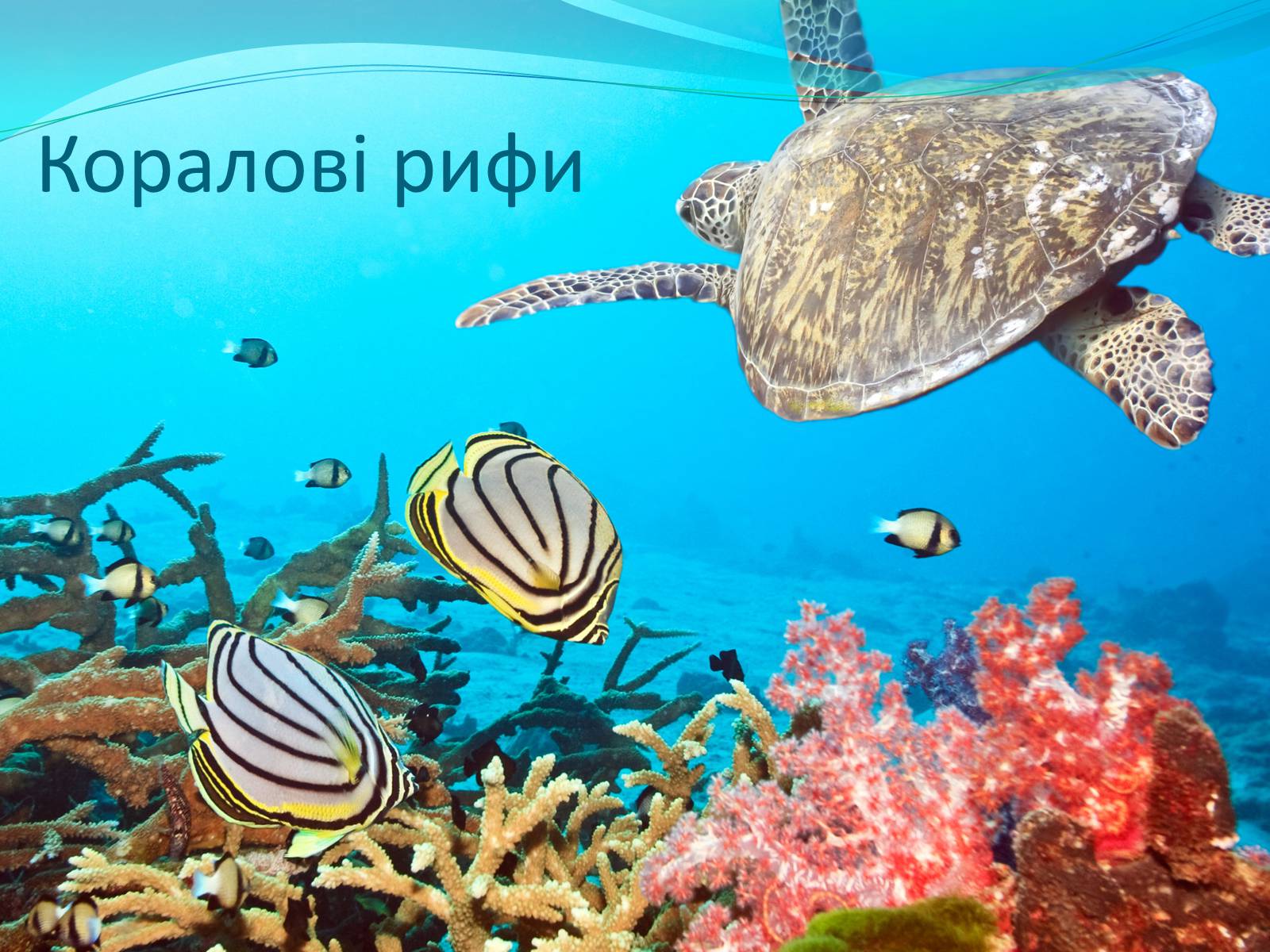 Презентація на тему «Екосистемне різноманіття» - Слайд #11 Презентація на тему «Екосистемне різноманіття» - Слайд #11