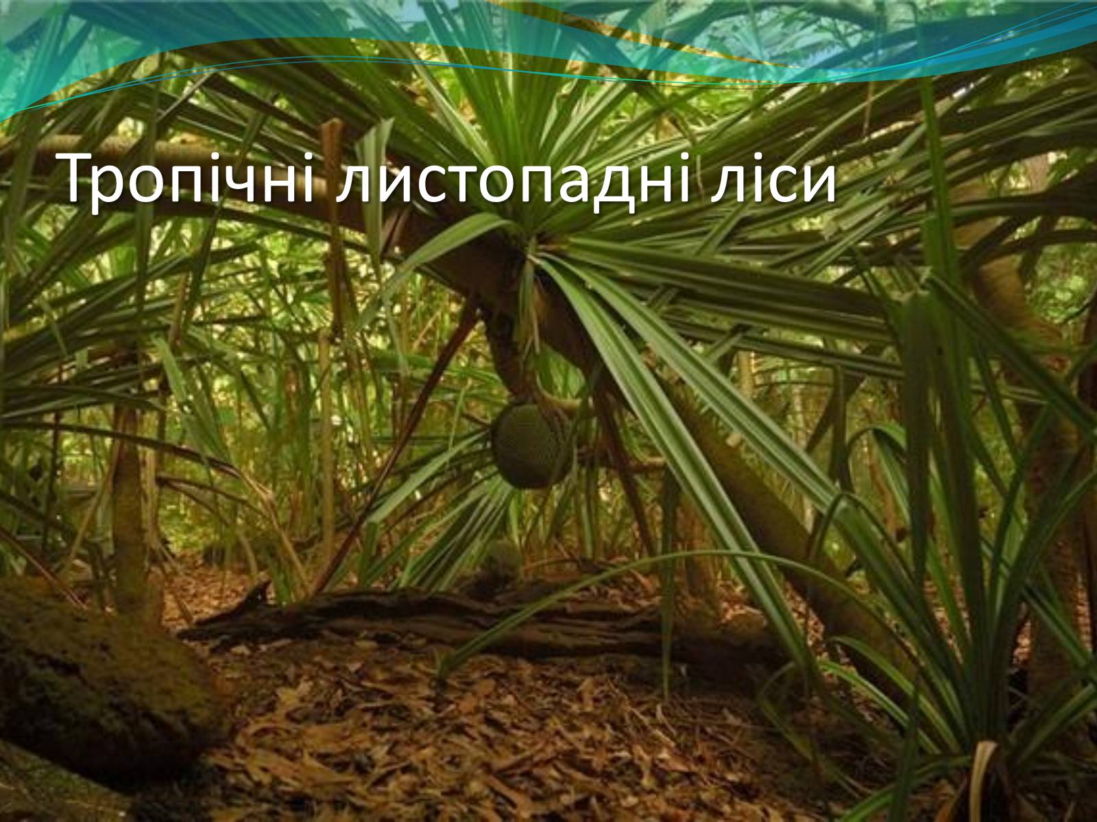 Презентація на тему «Екосистемне різноманіття» - Слайд #8 Презентація на тему «Екосистемне різноманіття» - Слайд #8
