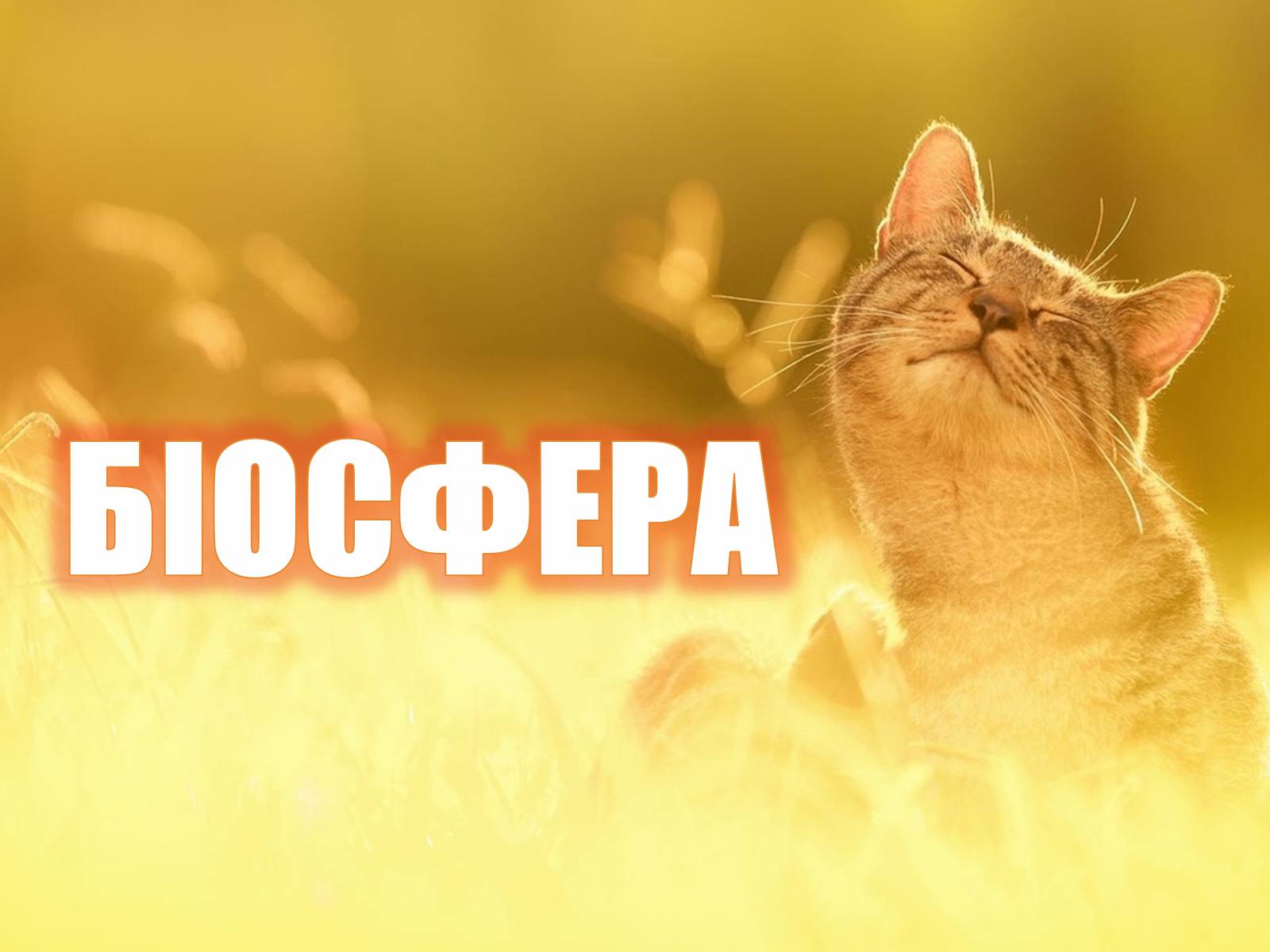Презентація на тему «Біосфера» (варіант 4) - Слайд #1 Презентація на тему «Біосфера» (варіант 4) - Слайд #1