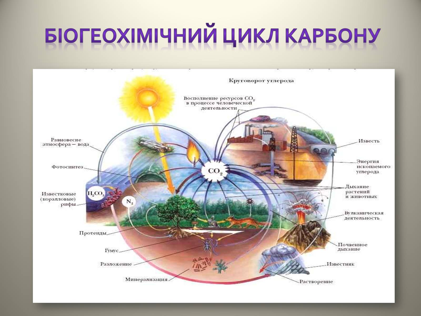 Презентація на тему «Біосфера» (варіант 4) - Слайд #7 Презентація на тему «Біосфера» (варіант 4) - Слайд #7