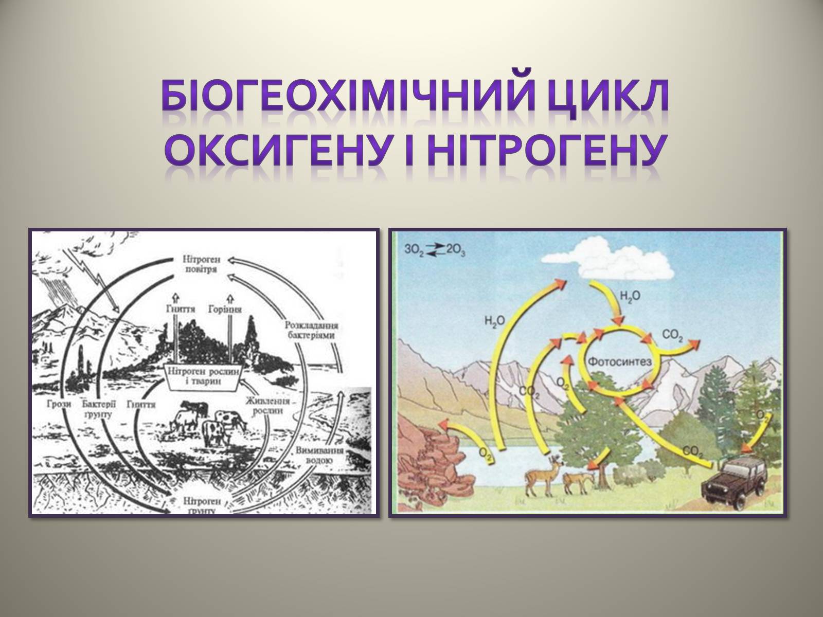 Презентація на тему «Біосфера» (варіант 4) - Слайд #8 Презентація на тему «Біосфера» (варіант 4) - Слайд #8