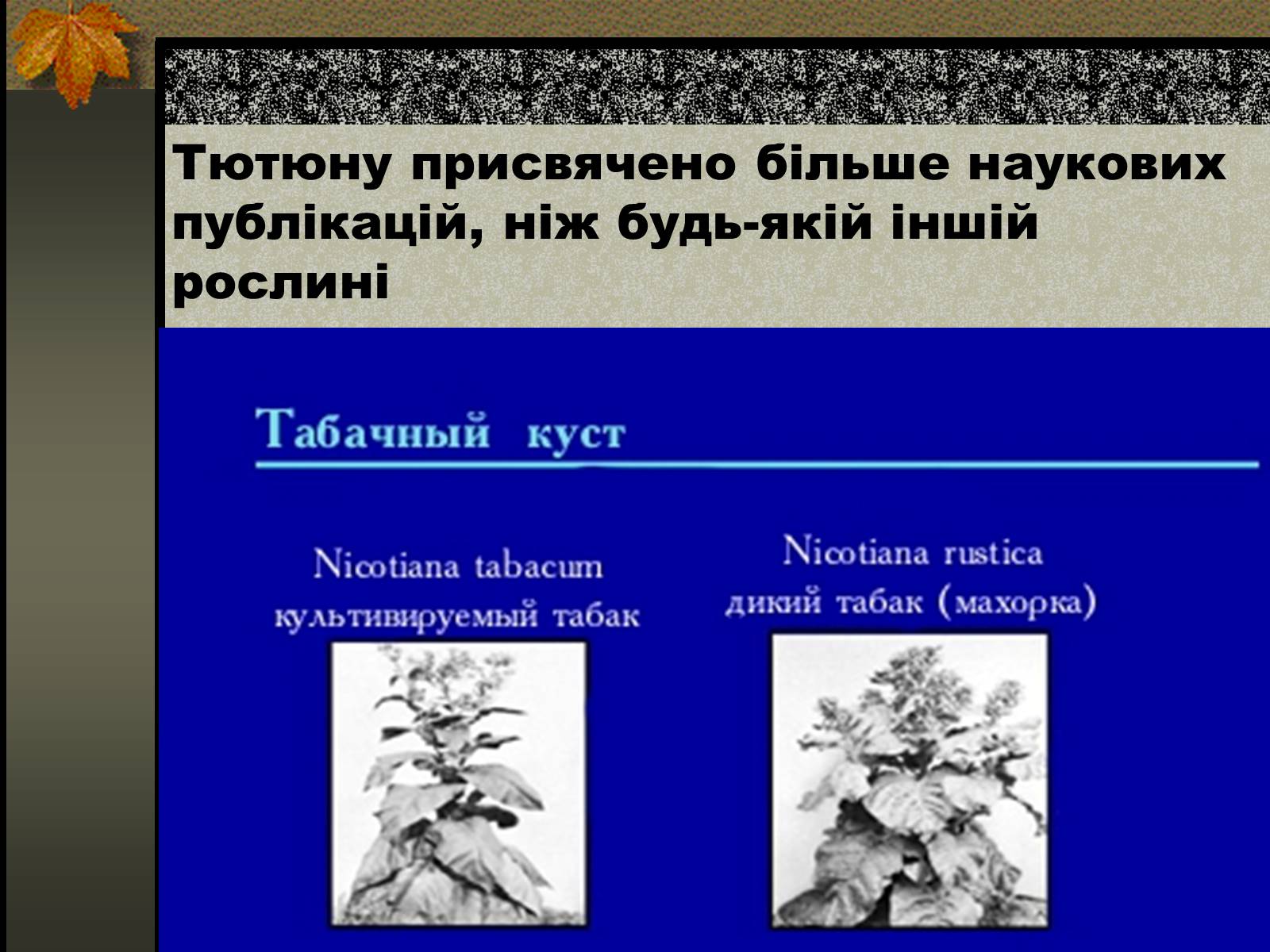 Презентація на тему «Негативний вплив тютюну на довкілля» - Слайд #2 Презентація на тему «Негативний вплив тютюну на довкілля» - Слайд #2