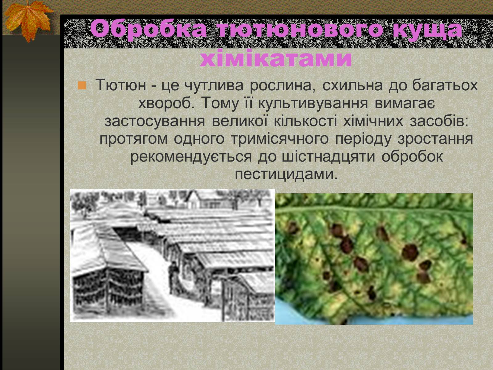 Презентація на тему «Негативний вплив тютюну на довкілля» - Слайд #5 Презентація на тему «Негативний вплив тютюну на довкілля» - Слайд #5