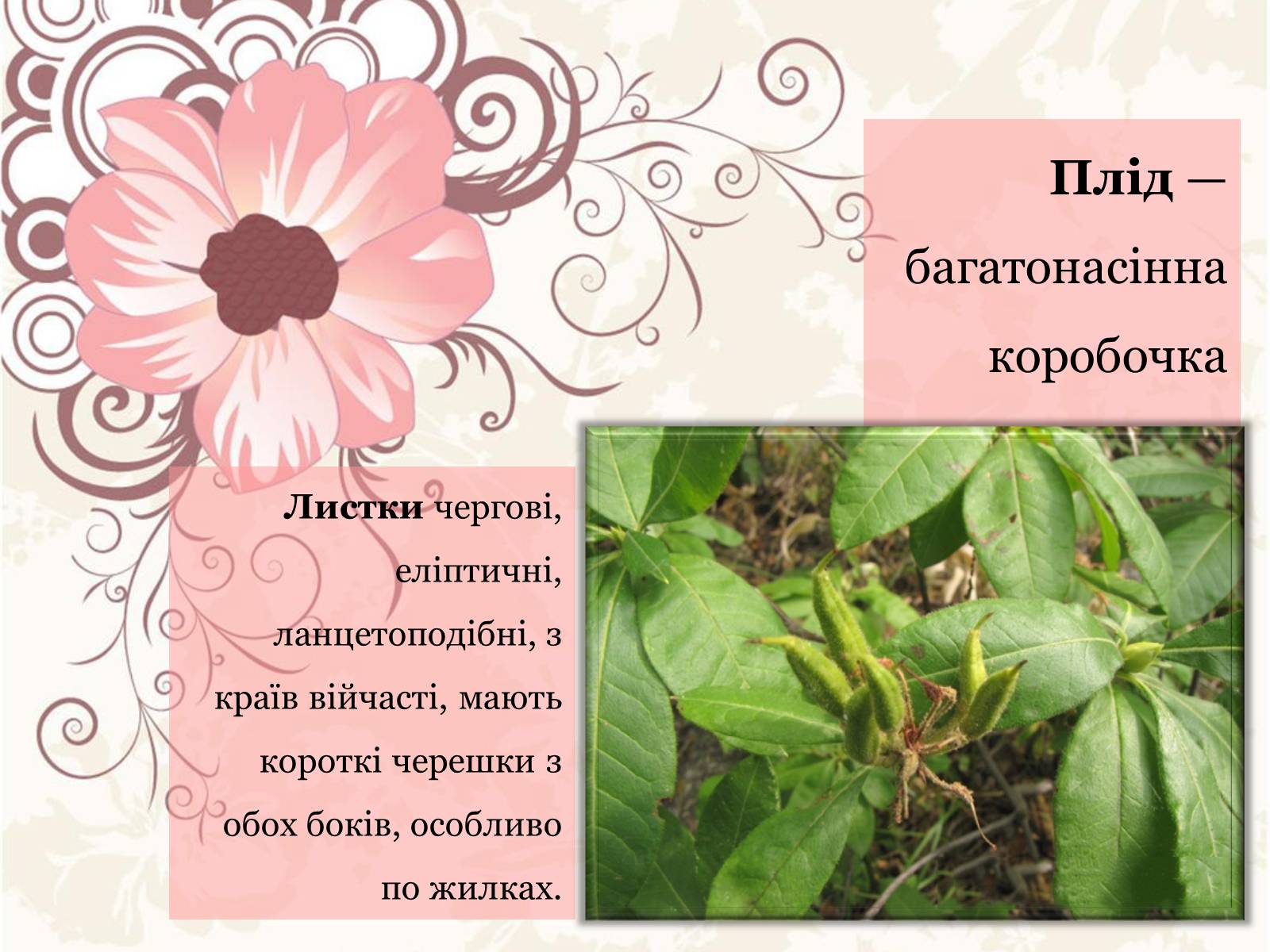 Презентація на тему «Азалія» - Слайд #10 Презентація на тему «Азалія» - Слайд #10