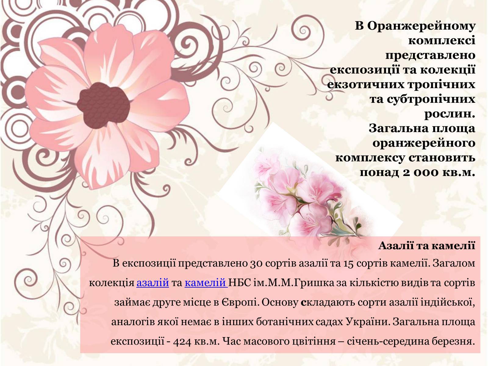 Презентація на тему «Азалія» - Слайд #5 Презентація на тему «Азалія» - Слайд #5