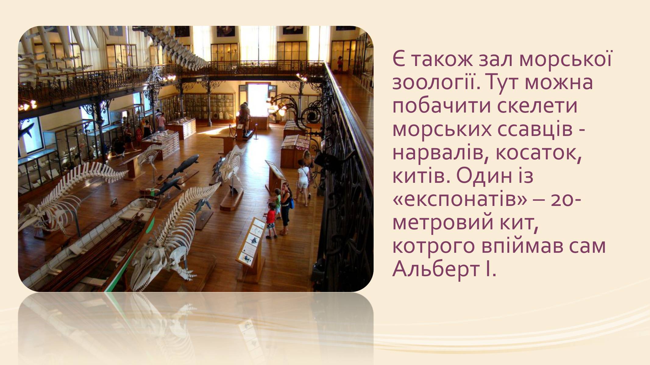 Презентація на тему «Океанографічний музей Монако» - Слайд #7 Презентація на тему «Океанографічний музей Монако» - Слайд #7